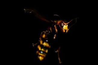 wasp
